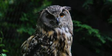 Owlgorithm - the best way to improve SEO rankings and results.